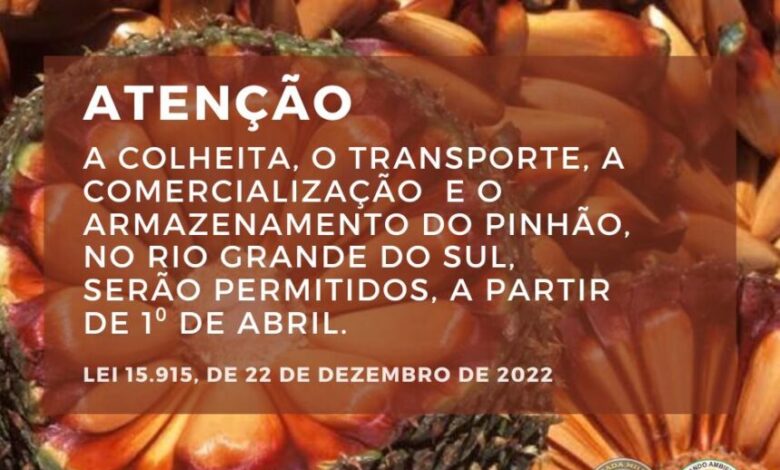 Studio Notícias | Studio TV Colheita do pinhão está proibida até 1º de abril no Rio Grande do Sul