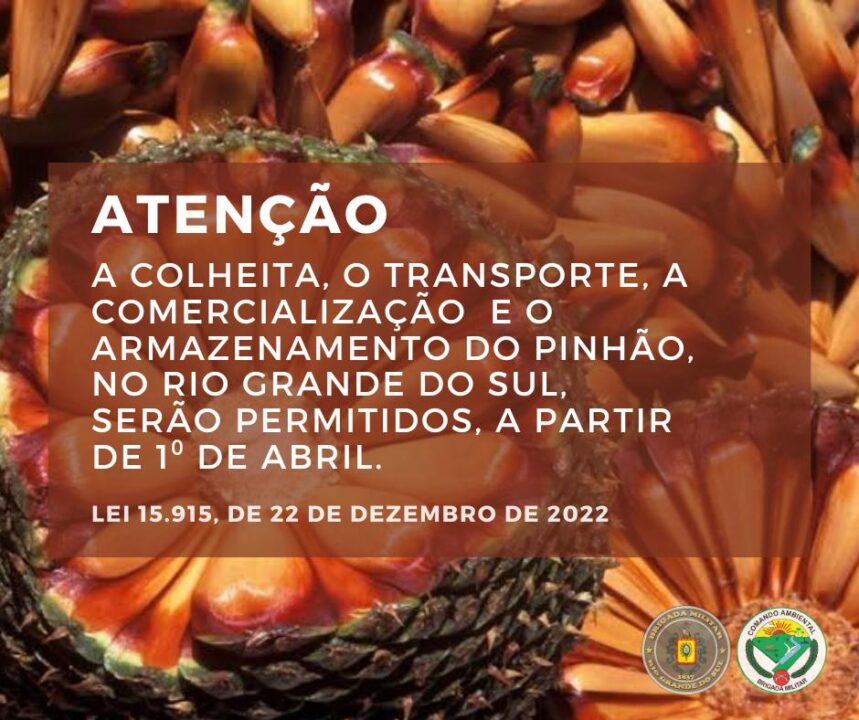 Studio Notícias | Studio TV Colheita do pinhão está proibida até 1º de abril no Rio Grande do Sul