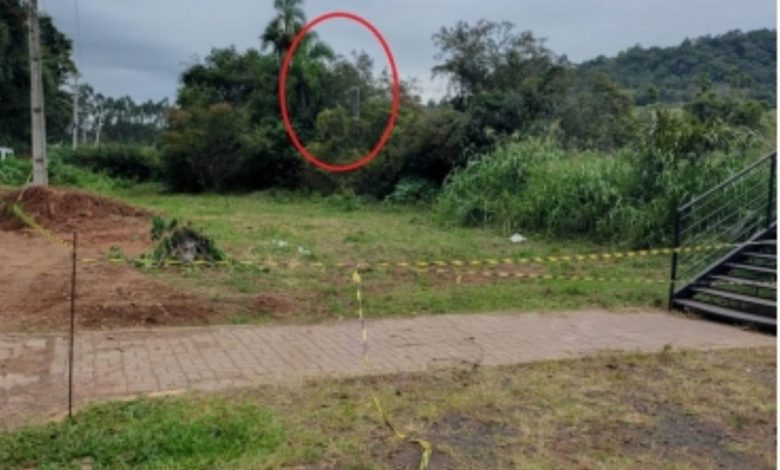Studio Notícias | Studio TV Ataque de abelhas causa pânico e deixa feridos durante cavalgada no Rio Grande do Sul
