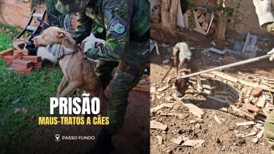 Studio Notícias | Studio TV Brigada Militar prende mulher por maus-tratos a cães em Passo Fundo