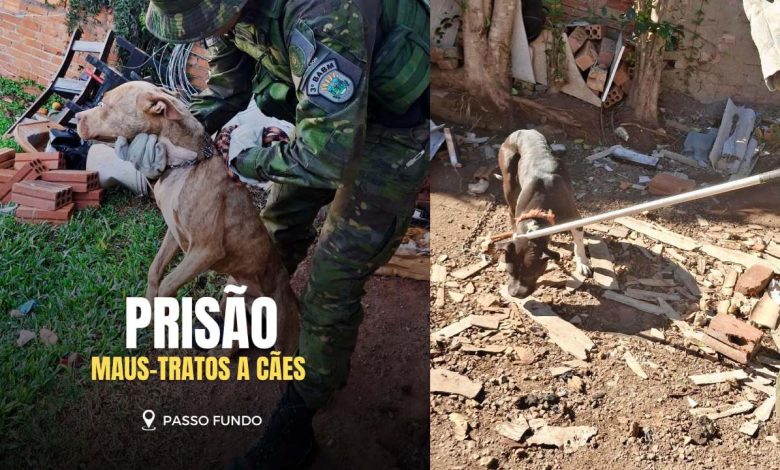 Studio Notícias | Studio TV Brigada Militar prende mulher por maus-tratos a cães em Passo Fundo