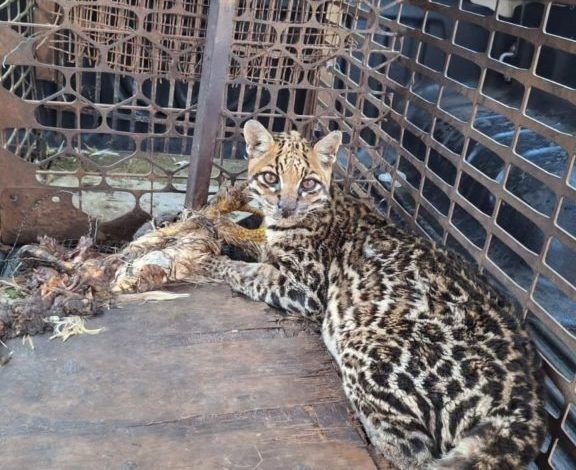 Studio Notícias | Studio TV Brigada Militar resgata jaguatirica em São Marcos após ataque a galinhas