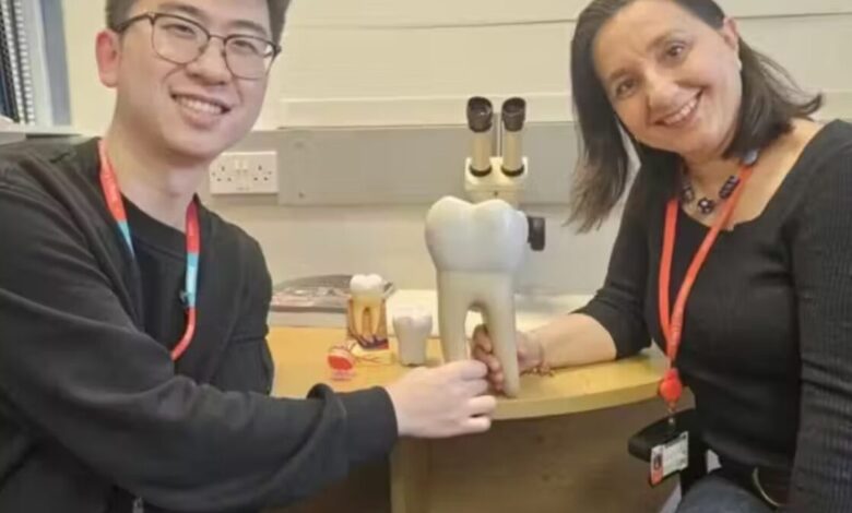 Studio Notícias | Studio TV Cientistas britânicos conseguem fazer dentes crescerem em laboratório