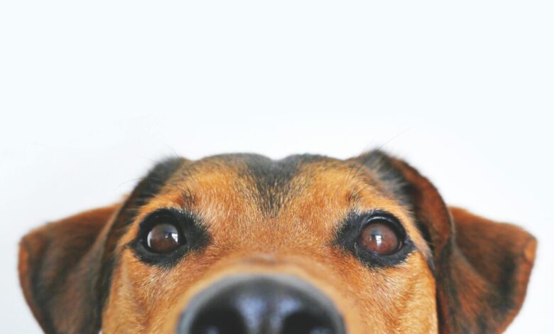 Studio Notícias | Studio TV Polícia Civil apura sumiço de cachorro comunitário em Vacaria e gera exoneração de servidores após comoção
