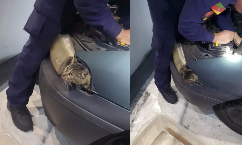 Studio Notícias | Studio TV Felino é resgatado de motor de veículo em estacionamento no centro de Bento Gonçalves