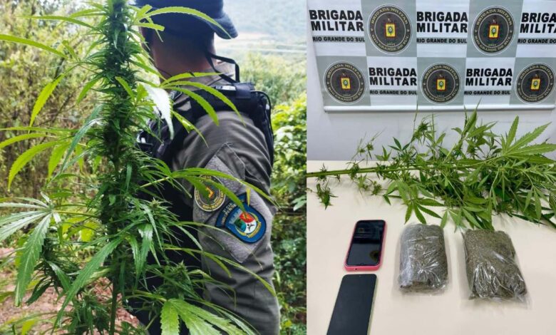Studio Notícias | Studio TV Brigada Militar prende homem e encontra cultivo de maconha em Paraí