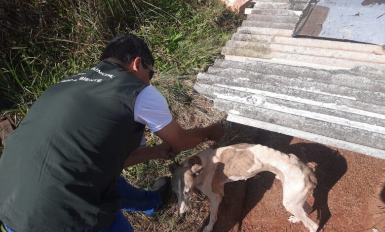 Studio Notícias | Studio TV Brigada Militar prende mulher por maus-tratos a cães durante operação em Passo Fundo