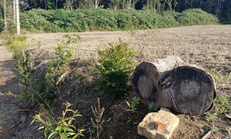 Studio Notícias | Studio TV Brigada Militar flagra destruição de vegetação nativa em Arvorezinha com uso de drone
