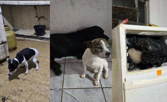 Studio Notícias | Studio TV Cardiologista é preso após cães mortos serem encontrados em freezer