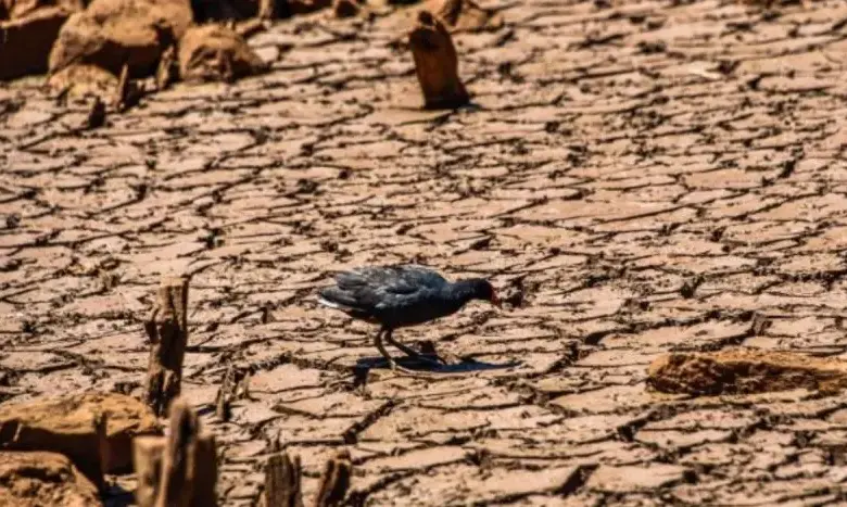 Studio Notícias | Studio TV ‘Super El Niño’ pode causar seca histórica no Brasil nos próximos anos, alerta especialista