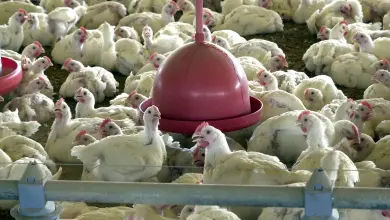 Studio Notícias | Studio TV Agricultura confirma caso de gripe aviária em município do RS