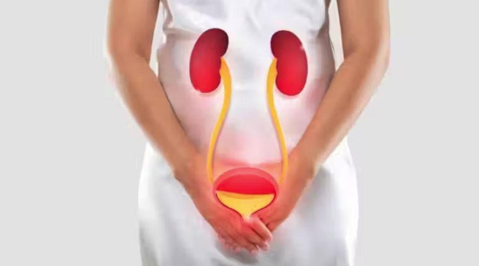 Aprovado novo antibiótico oral para infecções urinárias recorrentes após 30 anos 1 Studio Notícias | Studio TV Aprovado novo antibiótico oral para infecções urinárias recorrentes após 30 anos