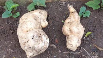 Studio Notícias | Studio TV Batata-doce colhida no RS surpreende com peso de 20 kg e intriga especialistas