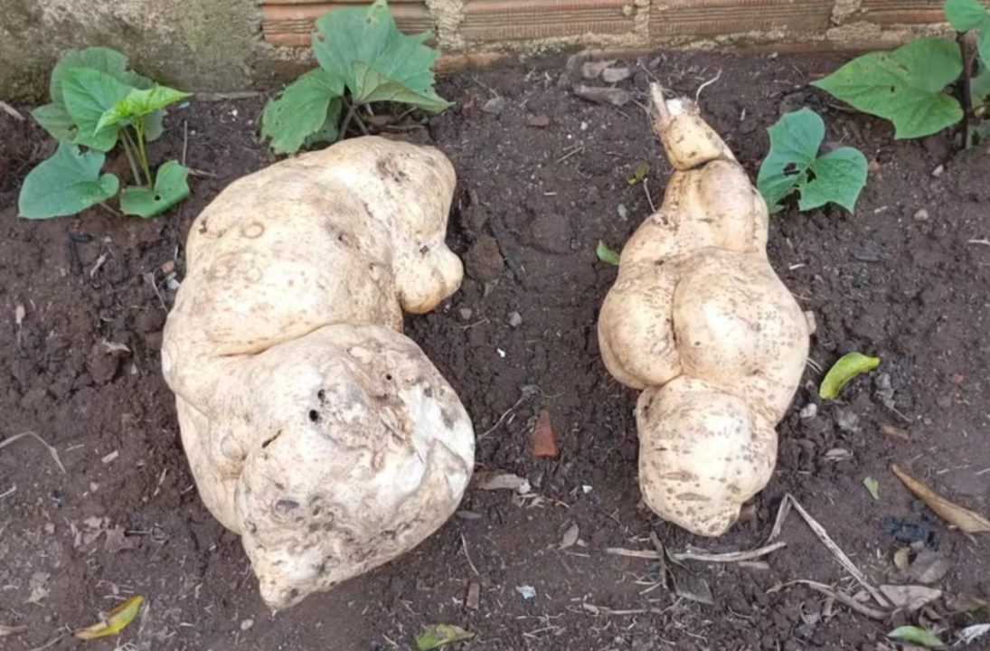 Batata-doce colhida no RS surpreende com peso de 20 kg e intriga especialistas 1 Studio Notícias | Studio TV Batata-doce colhida no RS surpreende com peso de 20 kg e intriga especialistas