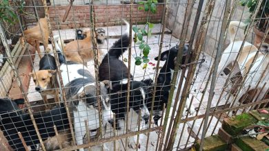 Studio Notícias | Studio TV Brigada Militar e SMAM apuram denúncias de maus-tratos a animais em Passo Fundo