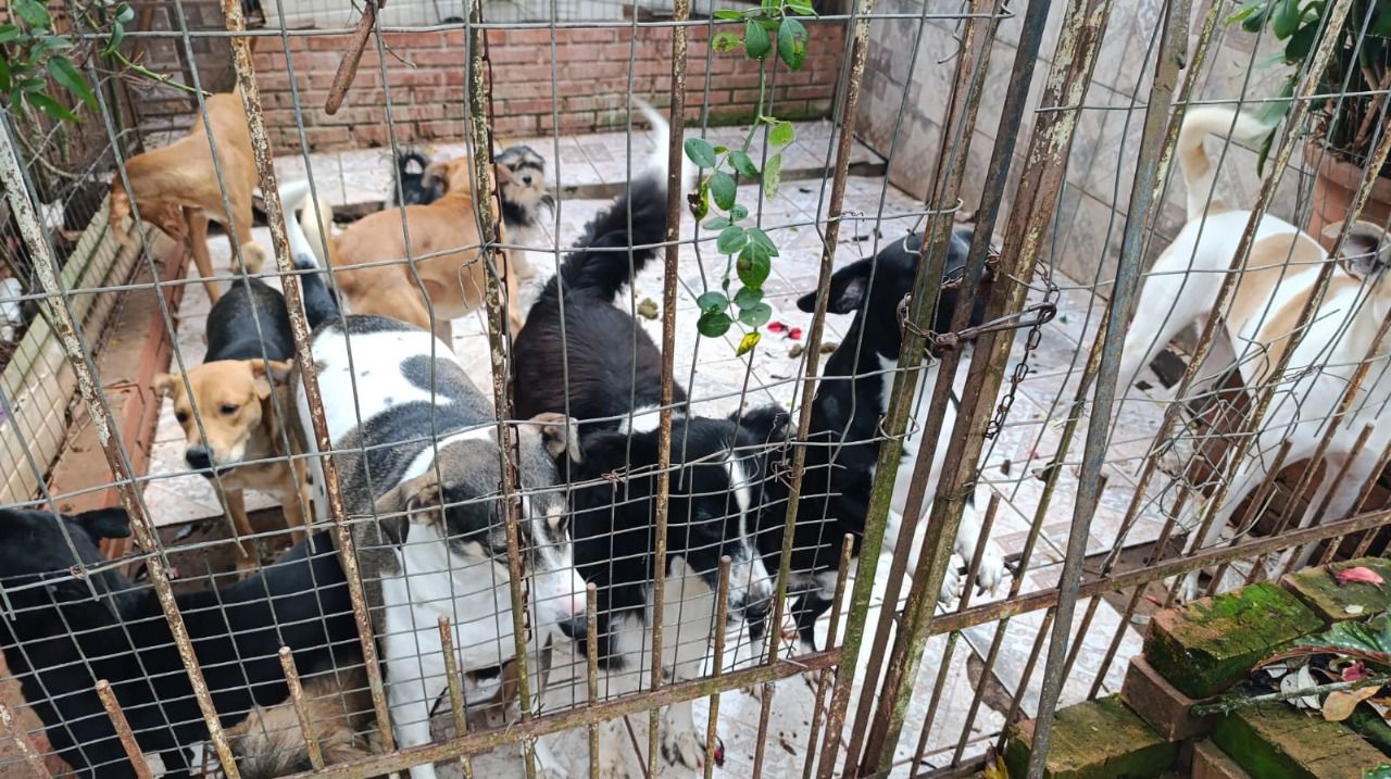 Brigada Militar e SMAM apuram denúncias de maus-tratos a animais em Passo Fundo 1 Studio Notícias | Studio TV Brigada Militar e SMAM apuram denúncias de maus-tratos a animais em Passo Fundo