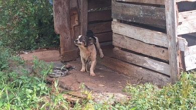 Studio Notícias | Studio TV Brigada Militar prende homem por maus-tratos a animais em Paim Filho