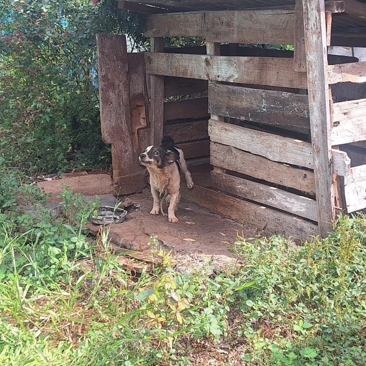 Brigada Militar prende homem por maus-tratos a animais em Paim Filho 1 Studio Notícias | Studio TV Brigada Militar prende homem por maus-tratos a animais em Paim Filho