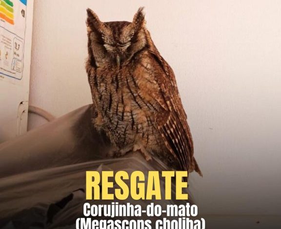 Studio Notícias | Studio TV Brigada Militar resgata coruja debilitada em Ronda Alta