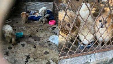 Studio Notícias | Studio TV Brigada Militar resgata oito cães vítimas de maus-tratos em Cruz Alta