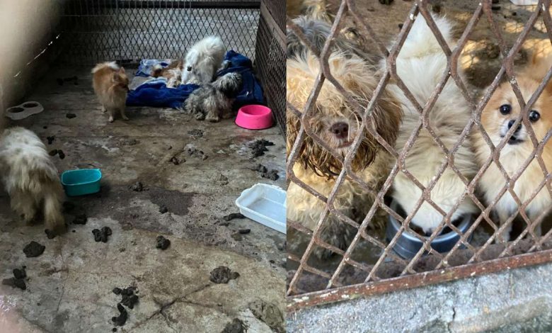 Studio Notícias | Studio TV Brigada Militar resgata oito cães vítimas de maus-tratos em Cruz Alta