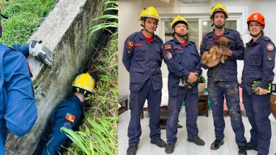 Studio Notícias | Studio TV Cachorro é resgatado após ficar preso em buraco em Veranópolis