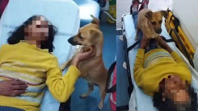 Studio Notícias | Studio TV Cão comove ao ficar ao lado de idosa hospitalizada em Passo Fundo; animal fiel permanece com a tutora durante atendimento do SAMU e emociona populares