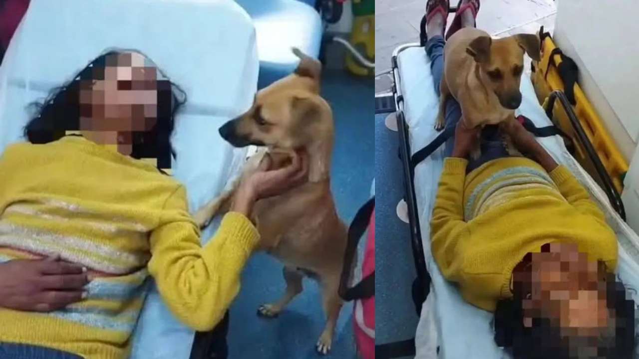 Cão comove ao ficar ao lado de idosa hospitalizada em Passo Fundo; animal fiel permanece com a tutora durante atendimento do SAMU e emociona populares 1 Studio Notícias | Studio TV Cão comove ao ficar ao lado de idosa hospitalizada em Passo Fundo; animal fiel permanece com a tutora durante atendimento do SAMU e emociona populares