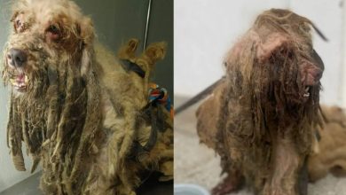Studio Notícias | Studio TV Casal é indiciado por maus-tratos após resgate de cão em condições degradantes