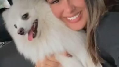 Studio Notícias | Studio TV Homem é acusado de matar cachorro de ex-mulher a facadas após o término