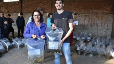 Studio Notícias | Studio TV Mais de 11 mil alevinos são entregues a produtores de Veranópolis