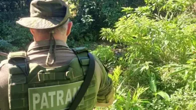 Studio Notícias | Studio TV Mistério no interior: agricultor relata ataque, mas buscas não confirmam presença de felino