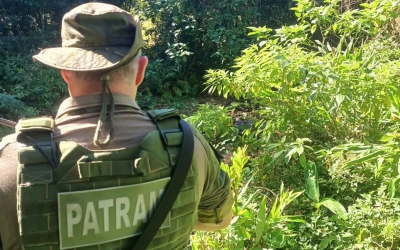 Studio Notícias | Studio TV Mistério no interior: agricultor relata ataque, mas buscas não confirmam presença de felino