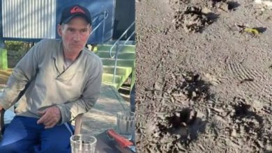 Studio Notícias | Studio TV Onça-pintada é confirmada como responsável por ataque fatal a caseiro no Pantanal