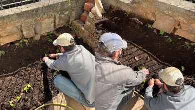 Studio Notícias | Studio TV Projeto de horta no CAPS transforma vidas com foco em saúde mental e sustentabilidade em Veranópolis