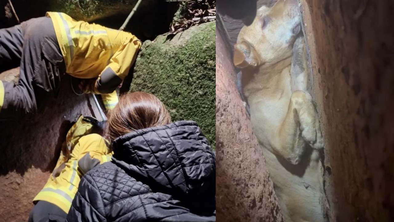 Cadela é resgatada após mais de 8 horas sob pedras em Carlos Barbosa 1 Studio Notícias | Studio TV Cadela é resgatada após mais de 8 horas sob pedras em Carlos Barbosa