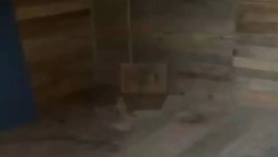 Studio Notícias | Studio TV Polícia Civil resgata mãe e filha de cativeiro em Canoas e prende sequestradores
