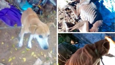 Studio Notícias | Studio TV Homem é preso por maus-tratos a cães em Santiago