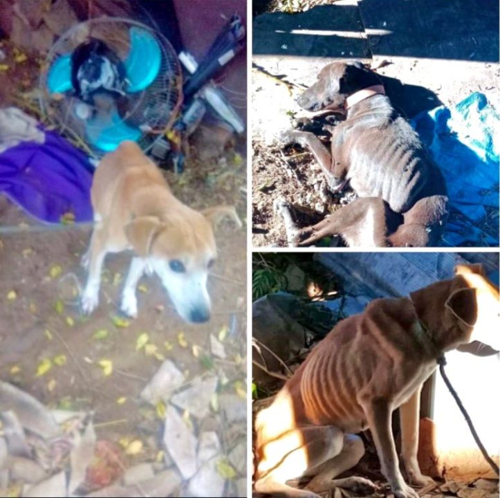Homem é preso por maus-tratos a cães em Santiago 1 Studio Notícias | Studio TV Homem é preso por maus-tratos a cães em Santiago