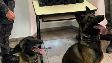Studio Notícias | Studio TV Brigada Militar apreende mais de 13 kg de maconha em operação no interior de Lagoa Vermelha