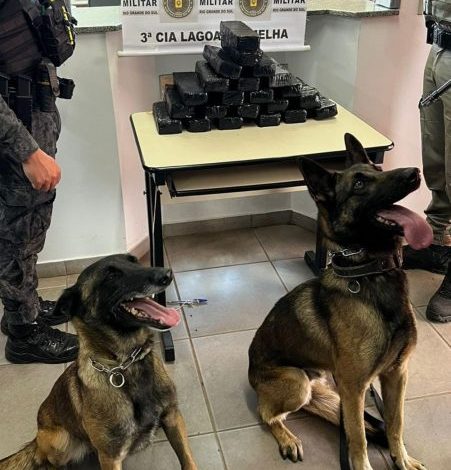 Studio Notícias | Studio TV Brigada Militar apreende mais de 13 kg de maconha em operação no interior de Lagoa Vermelha