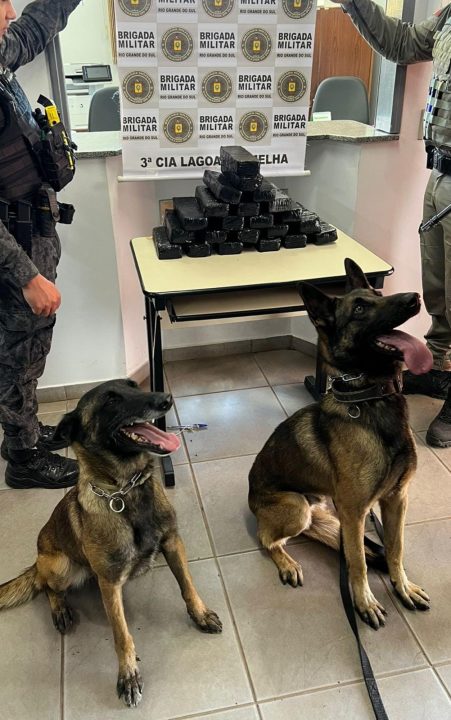 Brigada Militar apreende mais de 13 kg de maconha em operação no interior de Lagoa Vermelha 1 Studio Notícias | Studio TV Brigada Militar apreende mais de 13 kg de maconha em operação no interior de Lagoa Vermelha