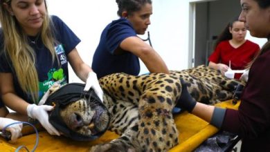 Studio Notícias | Studio TV Onça-pintada pode ter devorado caseiro no Pantanal; DNA confirmará se restos encontrados são humanos
