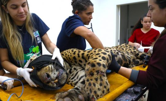 Onça-pintada pode ter devorado caseiro no Pantanal; DNA confirmará se restos encontrados são humanos 1 Studio Notícias | Studio TV Onça-pintada pode ter devorado caseiro no Pantanal; DNA confirmará se restos encontrados são humanos