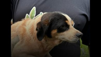 Studio Notícias | Studio TV Suposto caso de abuso sexual contra animais é investigado em Santo Ângelo