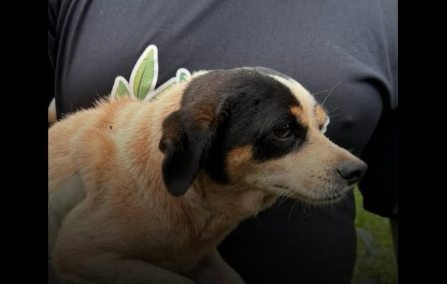 Suposto caso de abuso sexual contra animais é investigado em Santo Ângelo 1 Studio Notícias | Studio TV Suposto caso de abuso sexual contra animais é investigado em Santo Ângelo