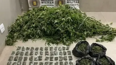 Studio Notícias | Studio TV Brigada Militar desmantela cultivo de maconha “camarão” em operação no litoral gaúcho
