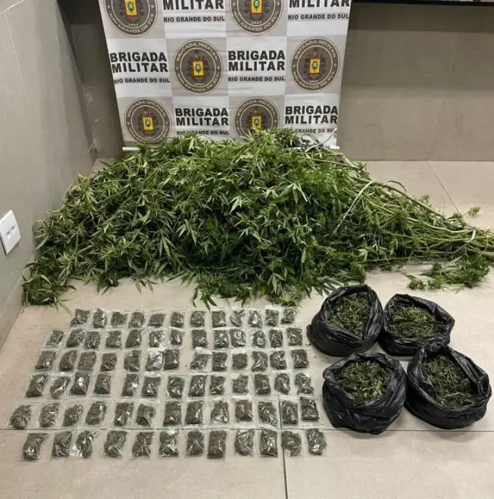 Brigada Militar desmantela cultivo de maconha “camarão” em operação no litoral gaúcho 1 Studio Notícias | Studio TV Brigada Militar desmantela cultivo de maconha “camarão” em operação no litoral gaúcho
