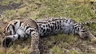 Studio Notícias | Studio TV Jaguatirica é encontrada morta na BR-285 entre São Borja e Santo Antônio das Missões