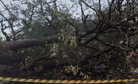 Fenômeno que atingiu Oeste de SC e deixou uma vítima fatal era tornado, diz Defesa Civil 1 Studio Notícias | Studio TV Fenômeno que atingiu Oeste de SC e deixou uma vítima fatal era tornado, diz Defesa Civil